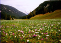 Crocus vernus